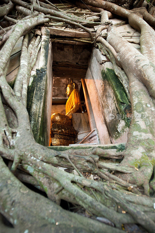 树根吸收的废墟，Wat Bang Kung，华欣，泰国